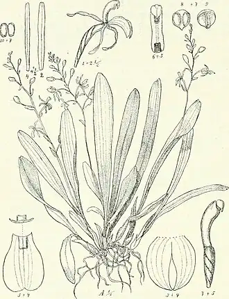 Description de l'image Die Pflanzenwelt Afrikas, insbesondere seiner tropischen Gebiete - Grundzge der Pflanzenverbreitung im Afrika und die Charakterpflanzen Afrikas (1910) (20752446080).jpg.