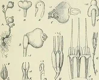 Description de l'image Die Pflanzenwelt Afrikas, insbesondere seiner tropischen Gebiete - Grundzge der Pflanzenverbreitung im Afrika und die Charakterpflanzen Afrikas (1910) (20752542508).jpg.