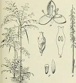 Podococcus barteri, une Podococceae