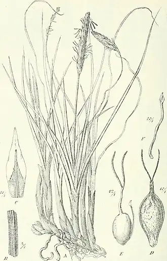 Description de l'image Die Pflanzenwelt Afrikas, insbesondere seiner tropischen Gebiete - Grundzge der Pflanzenverbreitung im Afrika und die Charakterpflanzen Afrikas (1910) (20930514472).jpg.