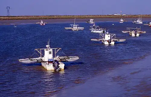 Différents pibaliers (3).