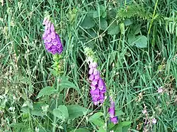 Digitales pourpres (Digitalis purpurea) sur la ZNIEFF, en bordure de l'arboretum.