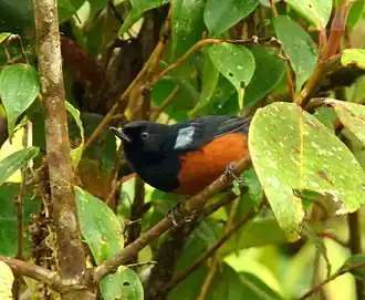 Description de l'image Diglossa gloriosissima (Diglosa pechirrufa) (13960827078).jpg.