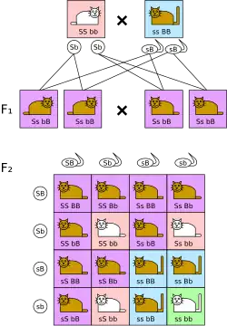 Troisième loi :L'échiquier de Punnett des deux caractéristiques (poils blancs/bruns, queue courte/longue, où "brun" et "court" devraient être dominants) donne en génération F2 des phénotypes variés dans le rapport de 9:3:3:1. (S = court (short), s&nbsp;=&nbsp;long, B = brun, b = blanc).