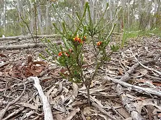 Description de cette image, également commentée ci-après