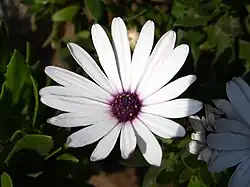 Dimorphotheca ecklonis blanche.