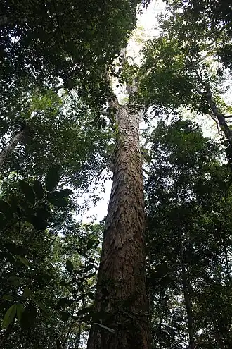 Description de cette image, également commentée ci-après