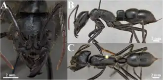 Description de cette image, également commentée ci-après