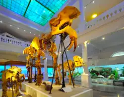 Squelette du D. giganteum de Mânzaţi au Musée d'histoire naturelle de Bucarest.