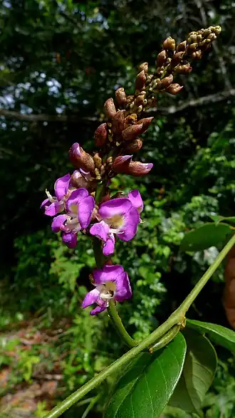 Description de l'image Dioclea edulis Kuhlm. (12141578413).jpg.