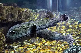 (Aquarium El Gouna, Égypte).