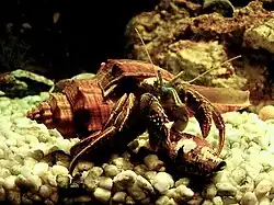 Bernard-l'hermite Clibanarius infraspinatus