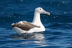 Albatros royal (Diomedea epomophora).