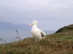 Un albatros sur l'île de la Possession dans les Crozet.