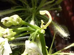 Pseudo-viviparité sur une hampe de Dionée.