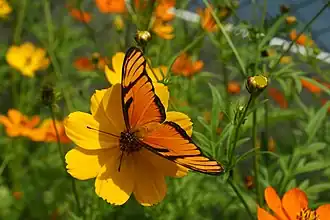 Description de cette image, également commentée ci-après