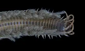 Description de l'image Diopatra neapolitana.jpg.