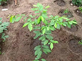 Description de l'image Diospyros greenwayi Mwabungo Kenya 2012.JPG.