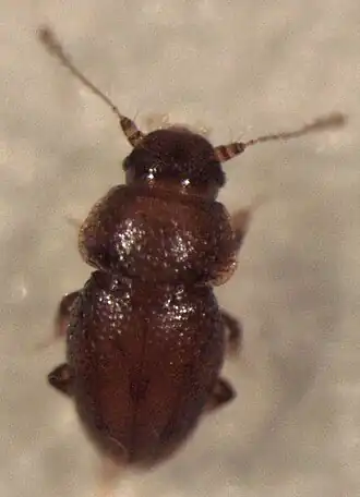 Description de l'image Dipentium zelandicum.jpg.