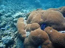 Diploastrea heliopora