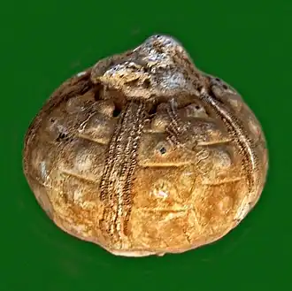 Description de l'image Diplocidaridae - Diplocidaris gigantea.JPG.