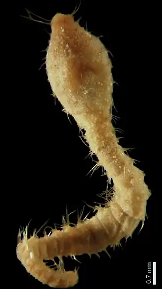 Diplocirrus incognitus, un Flabelligeridae.