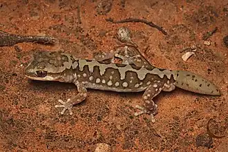 Description de l'image Diplodactylus furcosus 441922379.jpg.