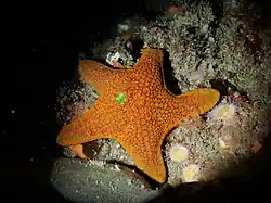 Diplodontias dilatatus