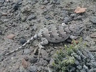 Description de l'image Diplolaemus bibronii 60823457.jpg.