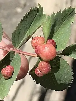Galle de Diplolepis ignota.