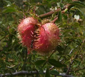 Galle de Diplolepis mayri.