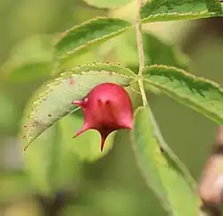 Galle de Diplolepis nervosa.