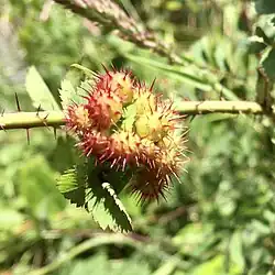 Galle de Diplolepis polita.