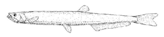 Description de l'image Diplophos rebainsi (Elongate lightfish).gif.