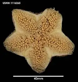 Diplopteraster verrucosus (face orale)