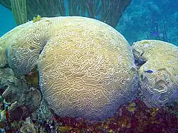 Diploria labyrinthiformis