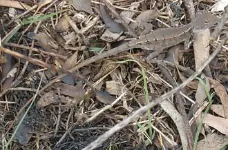 Description de cette image, également commentée ci-après