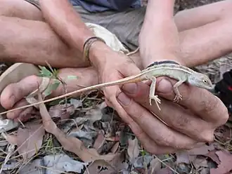 Description de l'image Diporiphora lalliae Storr, 1974 1632955314.jpg.