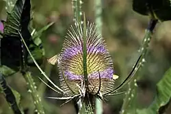 Vue en gros plan de la fleur épineuse d'un chardon.