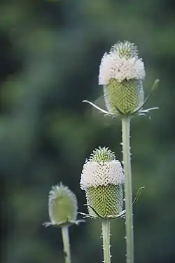 Dipsacus sativus en fleurs. Photographiée dans l’Ain en juillet 2016.