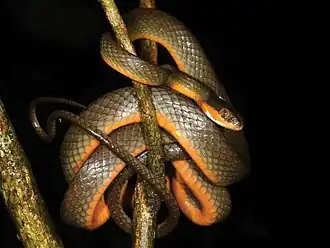 Description de l'image Dipsadoboa shrevei (10.3897-zse.92.9948) Figure 4 (cropped).jpg.