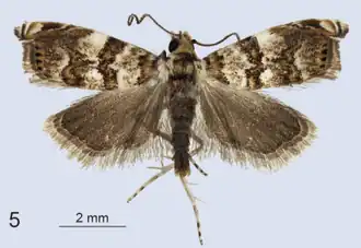 Diptychophora ardalia