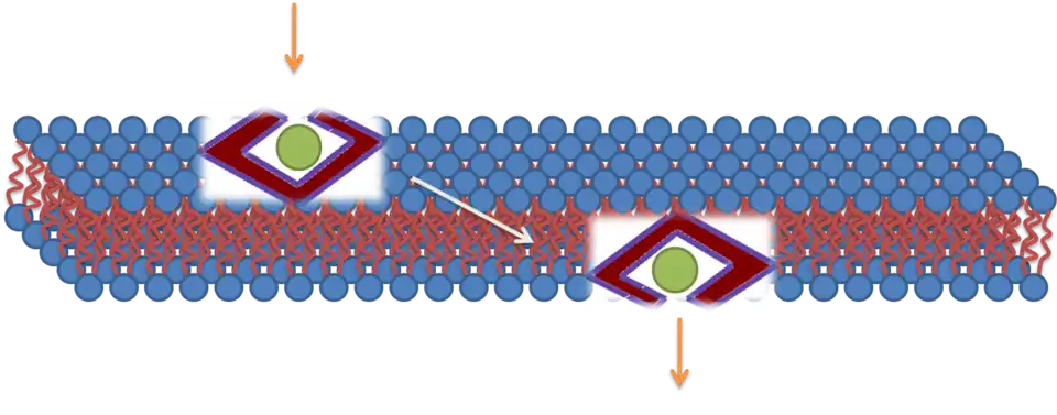 Représentation schématique d'une translocation transmembranaire par pénétration directe.