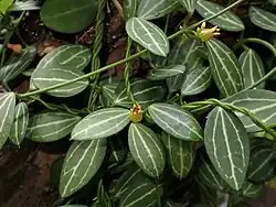 Dischidia ovata.