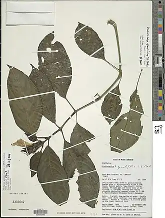 Description de l'image Dischistocalyx grandifolius-NMNH-02856882.jpg.