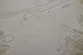 Spores