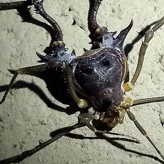 Description de l'image Discocyrtus Testudineus.jpg.