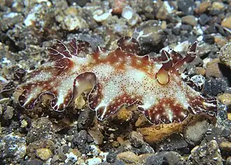 Description de cette image, également commentée ci-après