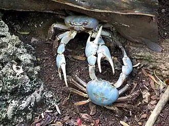 Description de l'image Discoplax celeste (Christmas Island Blue Crab).jpg.