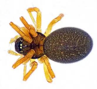 Description de l'image Dismodicus bifrons (49886807971).jpg.